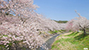 写真：敷地川の桜並木