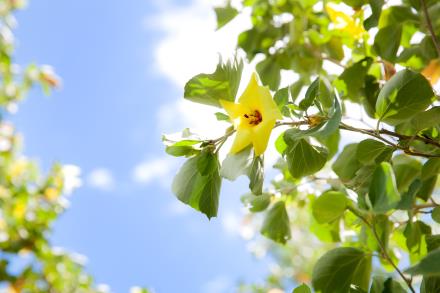 写真：ハマボウの花