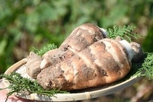 海老芋の写真