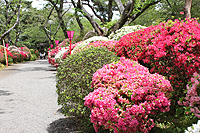 写真：つつじ公園のツツジ