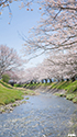 写真：敷地川の桜並木（スマートフォン用）