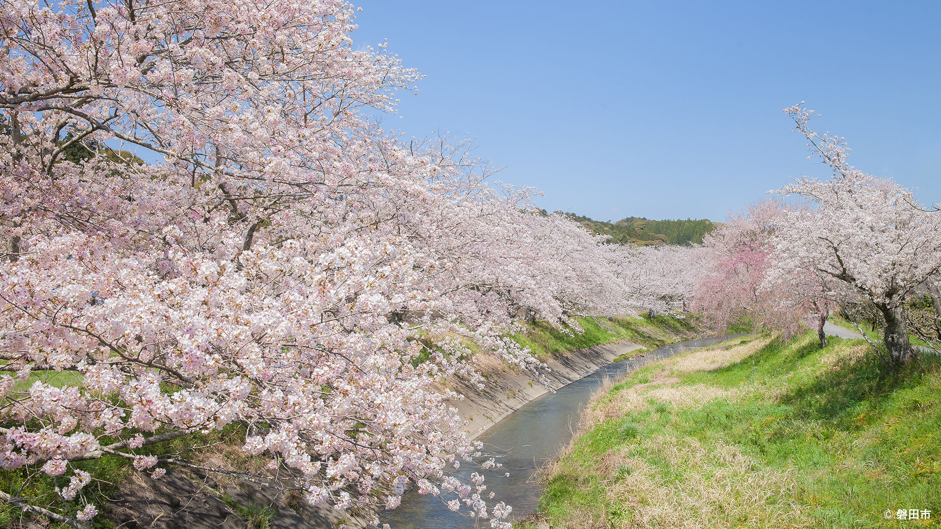 疫病 落ち着いた 海賊 パソコン デスクトップ 壁紙 桜 オープナー 後悔 子音