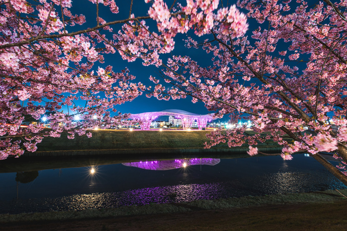 春告げる満天桜