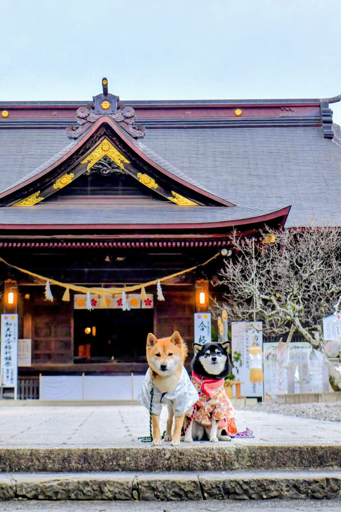 新春 神社で相棒と初詣