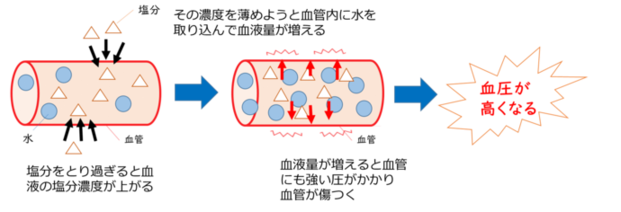 塩分をとりすぎると血液の塩分濃度が上がる。その濃度を薄めようと血管内に水を取り込んで血液量が増える。血液量が増えると血管にも強い圧がかかり血管が傷つく。これにより血圧が高くなる。