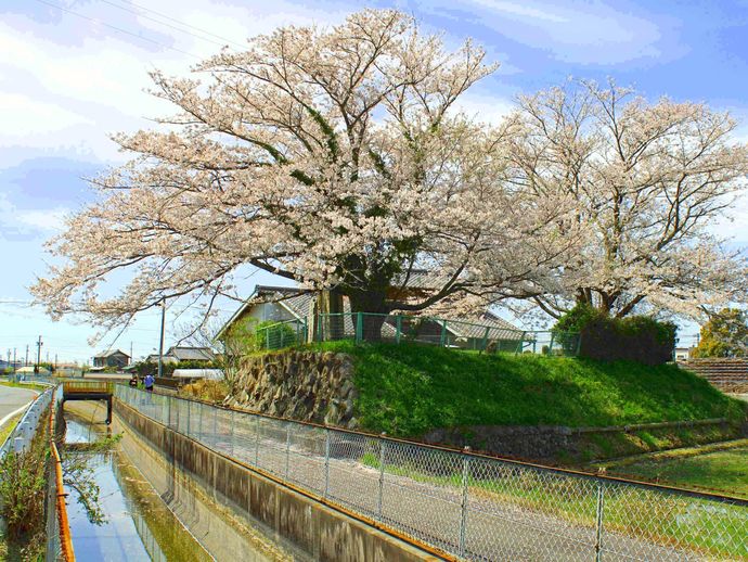 大圦樋と堤防後(桜)