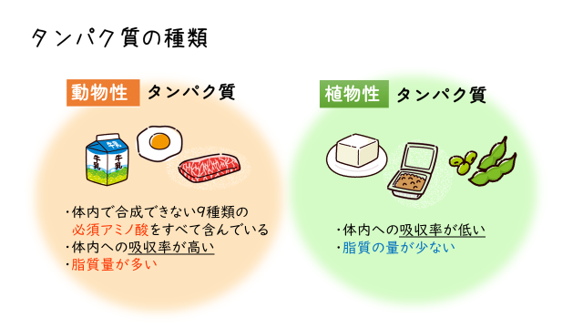 動物性と植物性のタンパク質の特徴