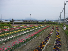 植栽の写真