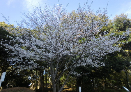 かぶと塚公園被爆桜